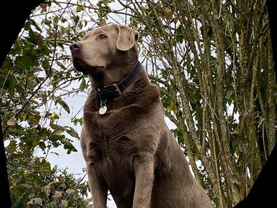 Bild 13 aus  Ferienhof Allgäumoos