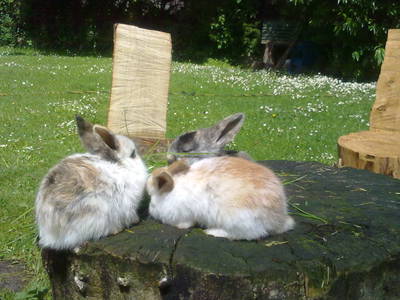 Bild 13 aus  Urlaub bei Familie Schmidt in Wippendorf