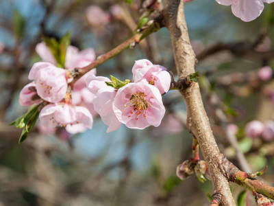 Bild 19 aus  Biohof Pürten