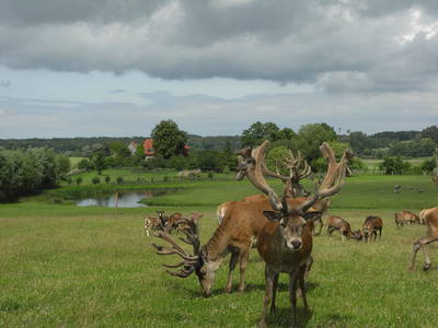 Bild 2 aus  Bio-Wildhof in Alleinlage mit  Boot