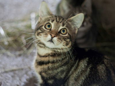 Bild 12 aus  Moarhof