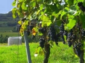 Bild 4 aus  Winzerhof