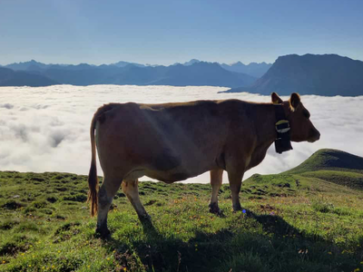 Bild 18 aus  Flickerhof         CIN  IT021027B5YQ7L46OO