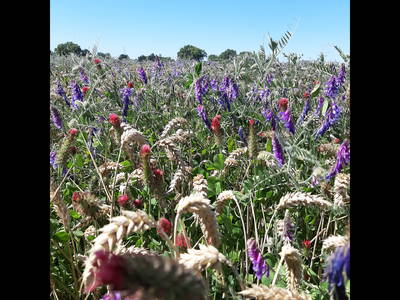 Bild 9 aus  Hof Albersmeier Urlaub am Stall