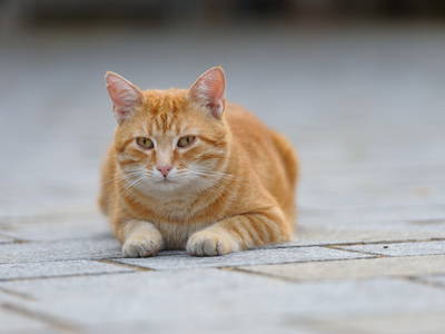 Bild 27 aus  Urlaub am Regen - Biobauernhof Dirnberger