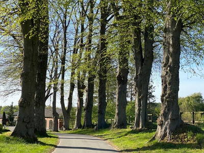 Allee zum Hof