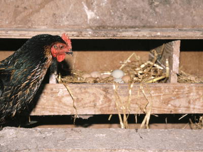 Bild 36 aus  Hof Schlossblick  " der etwas andere Bauernhof "