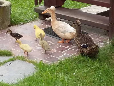 Bild 15 aus  Ferienhof Wilfert