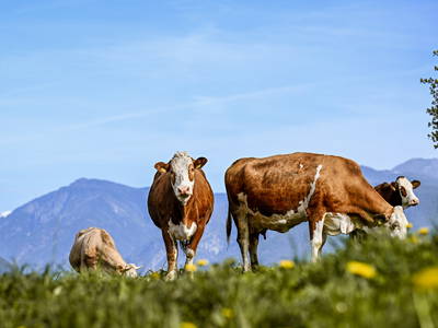 Bild 41 aus  Kircherhof