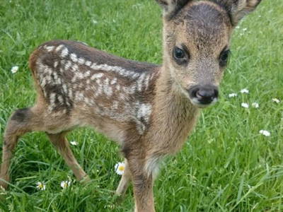 Bild 14 aus  Ferienhof Kruse