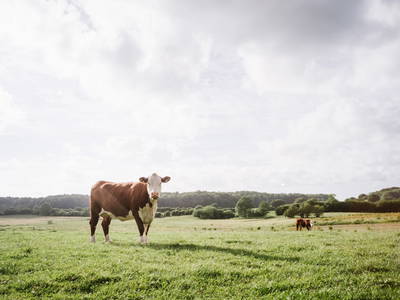 Bild 15 aus  Gut Royum