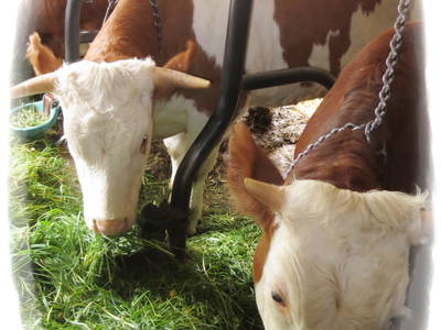 Bild 11 aus  Ferienhof Kießling