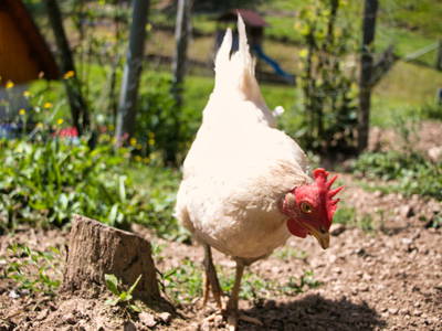 Bild 7 aus  Hansenhof