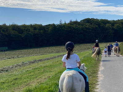 Bild 18 aus  Ferienhof Messer  Bauernhofurlaub  Ostseenähe  Ponys