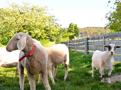 Bild 10 aus  Steigerwaldhof Krafft