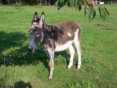 Bild 28 aus  Ferien & Freizeithof Meutstege