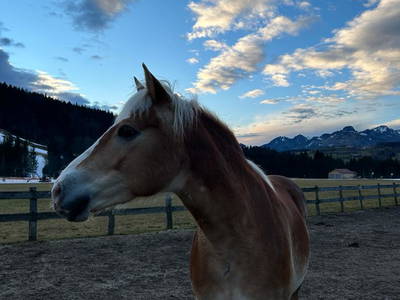 Bild 7 aus  Beim Draxl