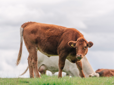 Bild 9 aus  "Reet" Landhaus Hartwig bei St. Peter-Ordings Sandstrand