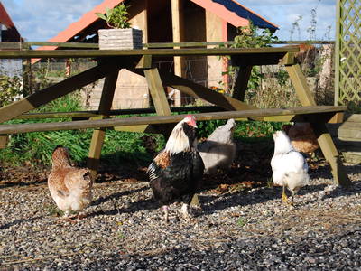 Bild 69 aus  Ahoi Ostsee:  Bauernhof und OstseeUrlaub - Ferienhof Becker in Dahme