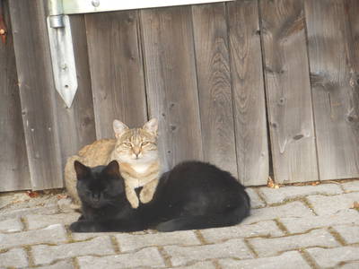 Bild 9 aus  Fichtelgebirgsblick