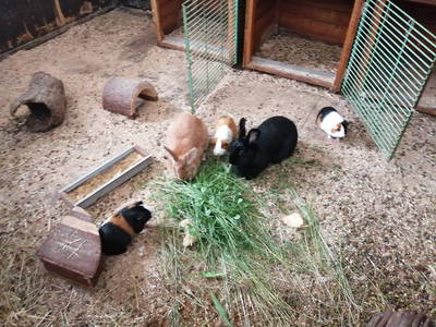 Unsere Kaninchen