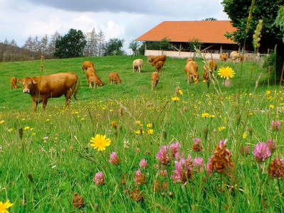 Bild 16 aus  Gripshof