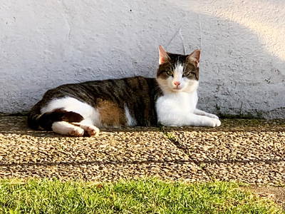 Bild 42 aus  Ferienhof Ritter im Harz