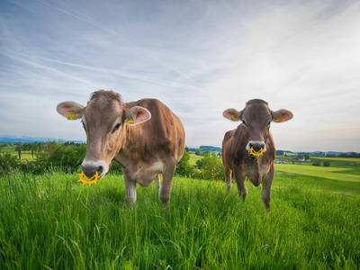 Bild 9 aus  Ferienhof Rummel