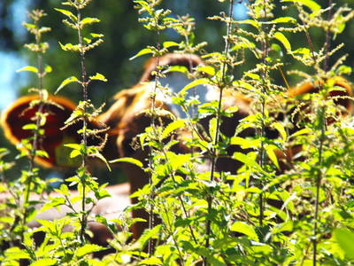 Bild 53 aus  Ferienhof Pulte