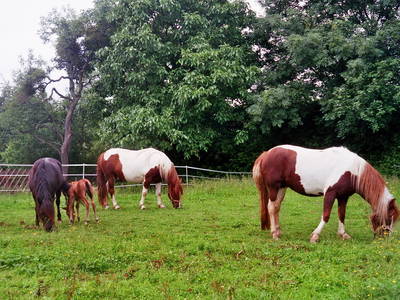 Bild 22 aus  Maison Cheval Blanc