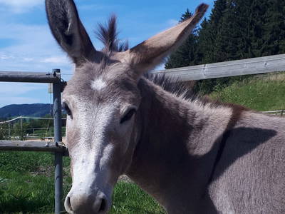 Bild 15 aus  AllgäuMax