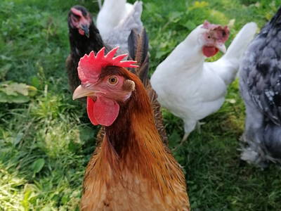 Bild 22 aus  Ferienhof Bentele