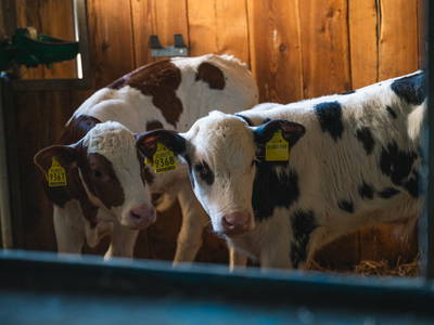 Bild 17 aus  Schweinsteghof