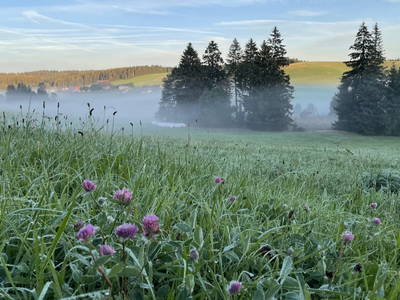 Wunderschöne Natur im Weißenbachtal