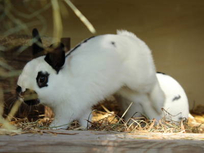 Unsere Zwerg-Kaninchen Maxi und Schnuffi.