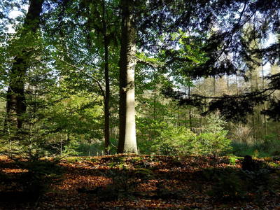 der Wald im Sonnenlicht
