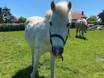 Pony Jerry vom Ferienhof Kluvetasch