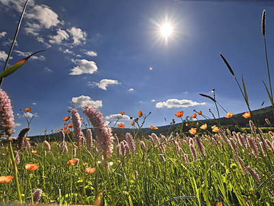 Bild 85 aus  Paulas Bauernhof im Bayerischen Wald