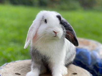 Bild 35 aus  Nübbelhof