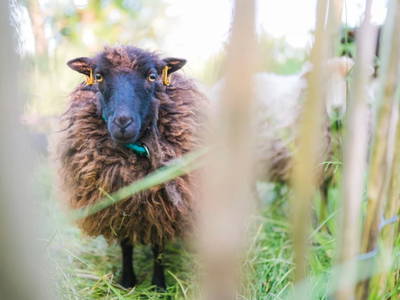Bild 12 aus  Ferienhof Groth/ Hof Herzleuchten