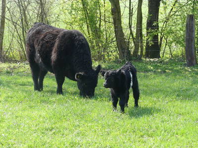 Bild 10 aus  Ferienwohnungen Schulze Althoff