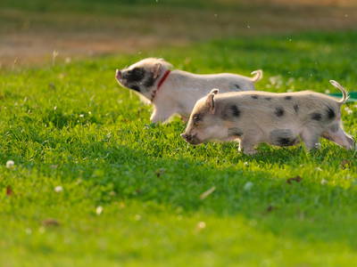 Bild 21 aus  Urlaub am Regen - Biobauernhof Dirnberger