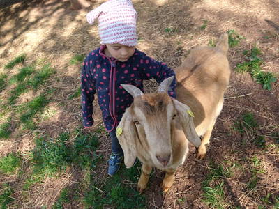 Bild 26 aus  Steigerwälder Zwergenhof ihr kleiner Kinder-Bauernhof für Familien- und Gruppenurlaube