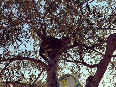 Bild 8 aus  La Viola e il Sole