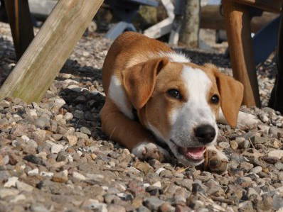 Bild 12 aus  Ferienhof Rauert