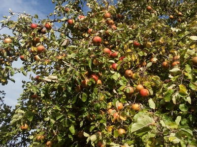 Bild 19 aus  Steinäckerhof