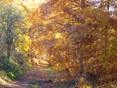 Bild 4 aus  Annas Haus am waldreichen Stadtrand Berlins