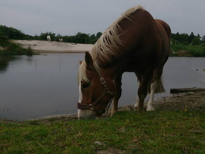 Bild 9 aus  Ferienhof Gravert