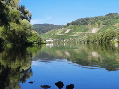 Bild 12 aus  Weingut Ferres