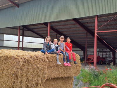Bild 39 aus  Ferienhof Sell Bauernhofurlaub Ostsee Ponys